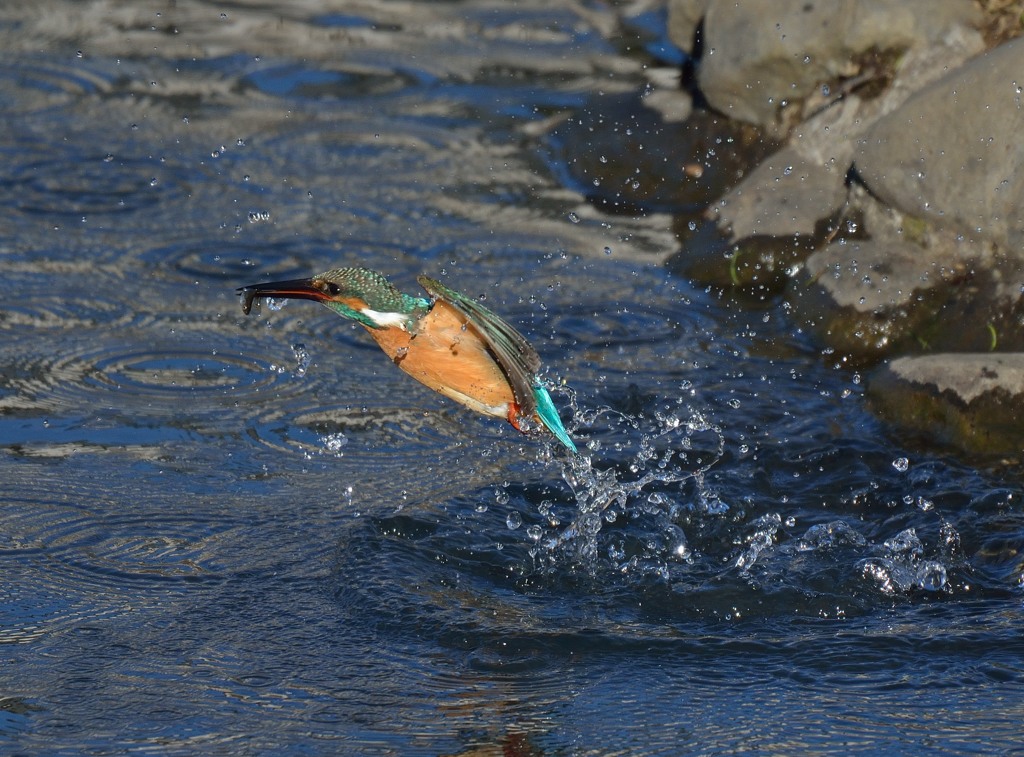 寒い日でもカワセミちゃんは元気でした。