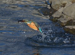 寒い日でもカワセミちゃんは元気でした。