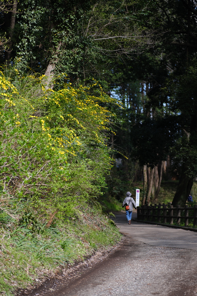 山吹