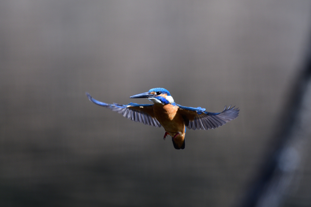 サービスホバ１