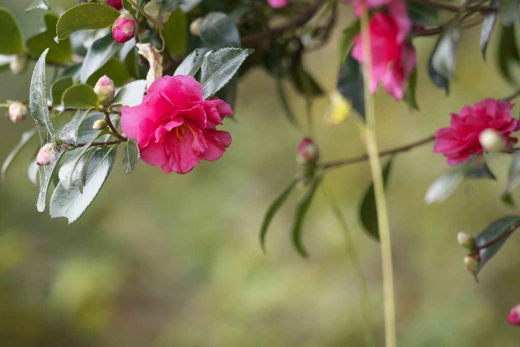 山茶花