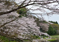 4月1日桜情報