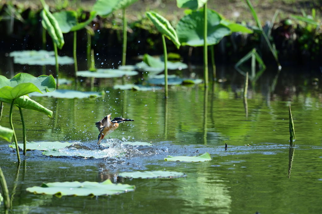 蓮池とカワセミ続き1