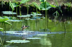 蓮池とカワセミ続き1