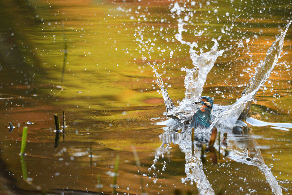 紅葉を映した水面で。