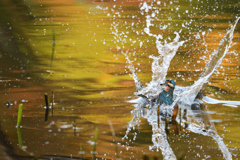 紅葉を映した水面で。