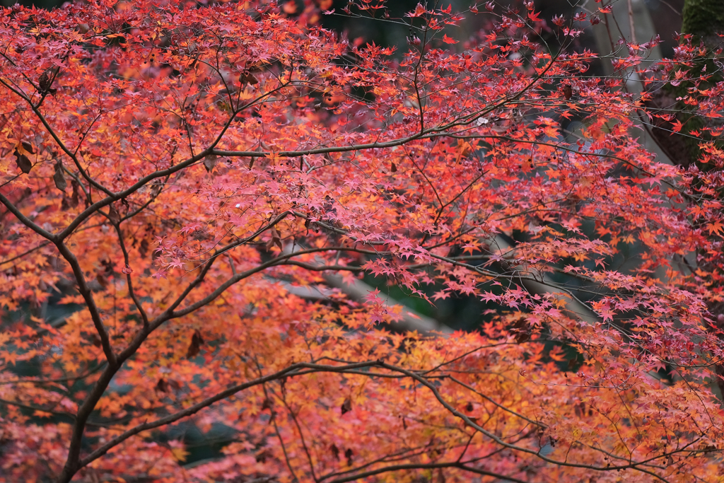 晩秋