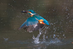 山深い池のカワセミ７