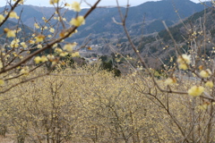 山の斜面一面の蝋梅