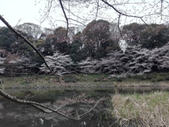 今日のホームパークの桜