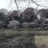 今日のホームパークの桜