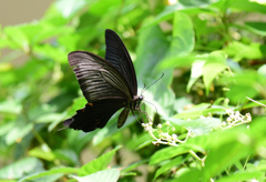 黒アゲハ蝶