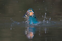 山深い池のカワセミ５