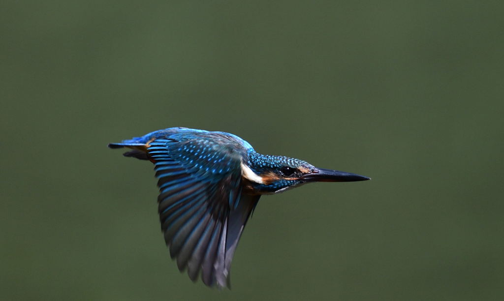 先輩と同じく！