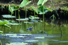 蓮池とカワセミ続き2