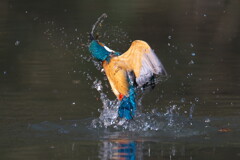 山深い池のカワセミ６