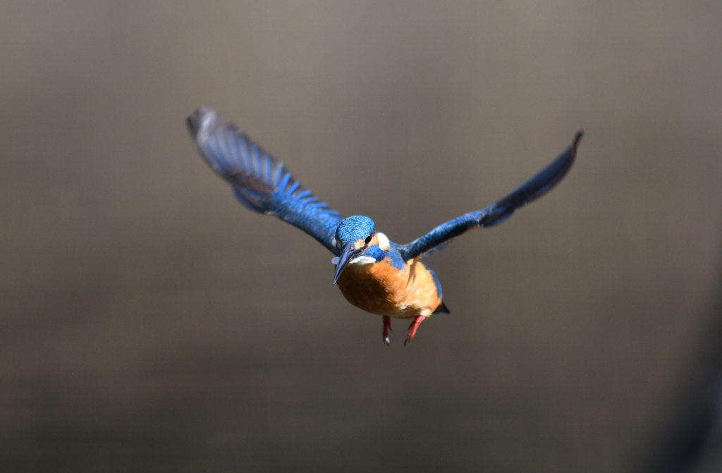 サービスホバ２