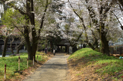 飯山金剛寺参道の桜