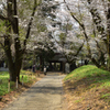 飯山金剛寺参道の桜