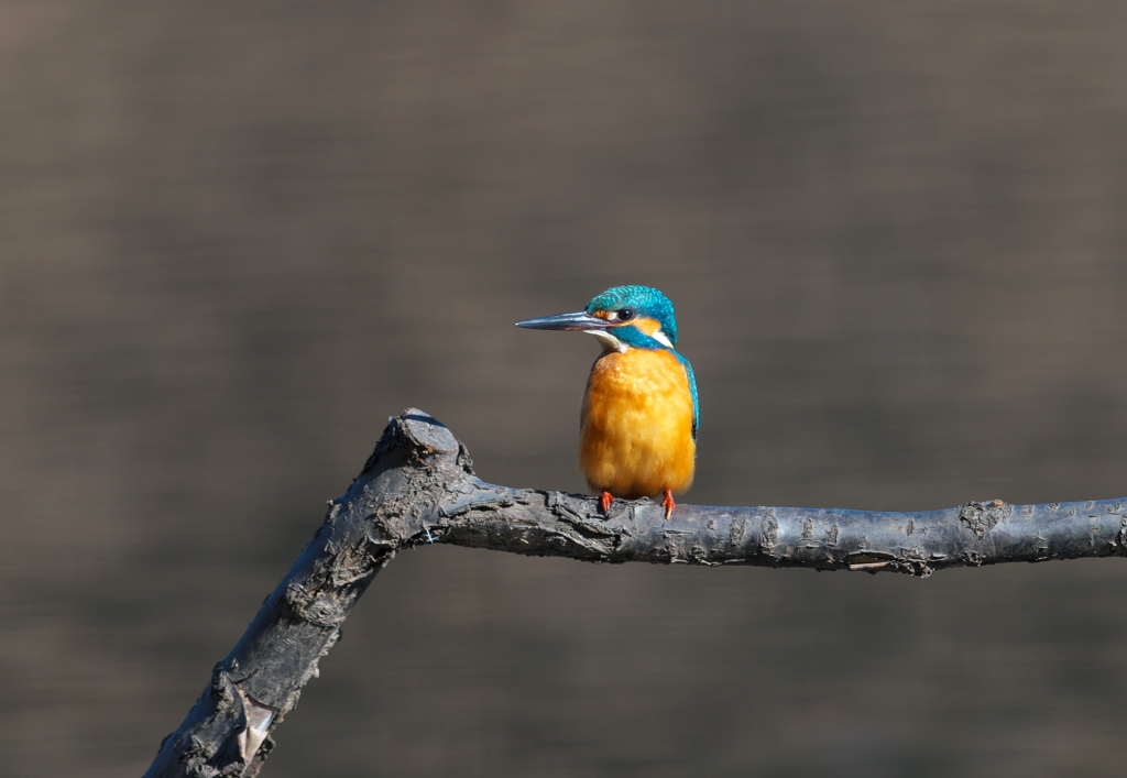 翡翠さん、お久しぶり