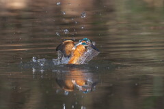 山深い池のカワセミ３