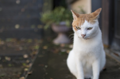 江ノ島の猫。
