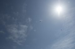 空と鳥。