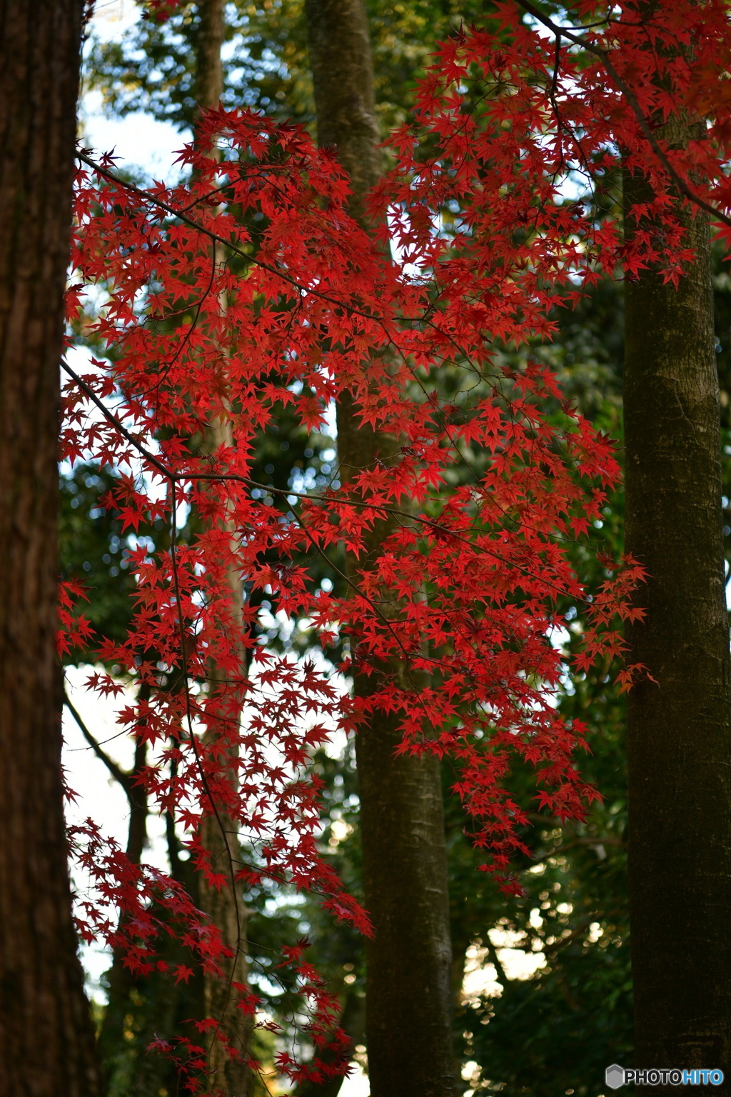 紅葉