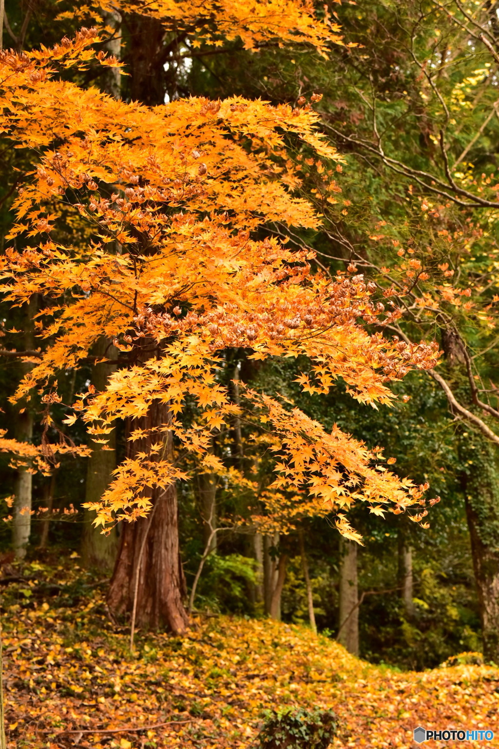 紅葉