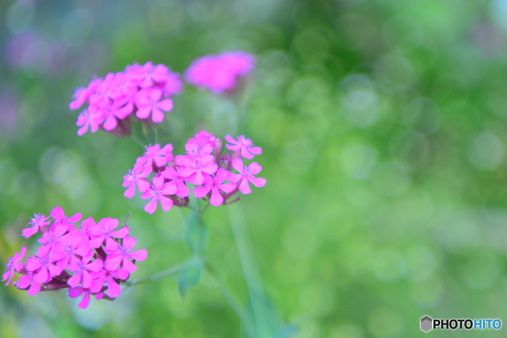 Small flowers