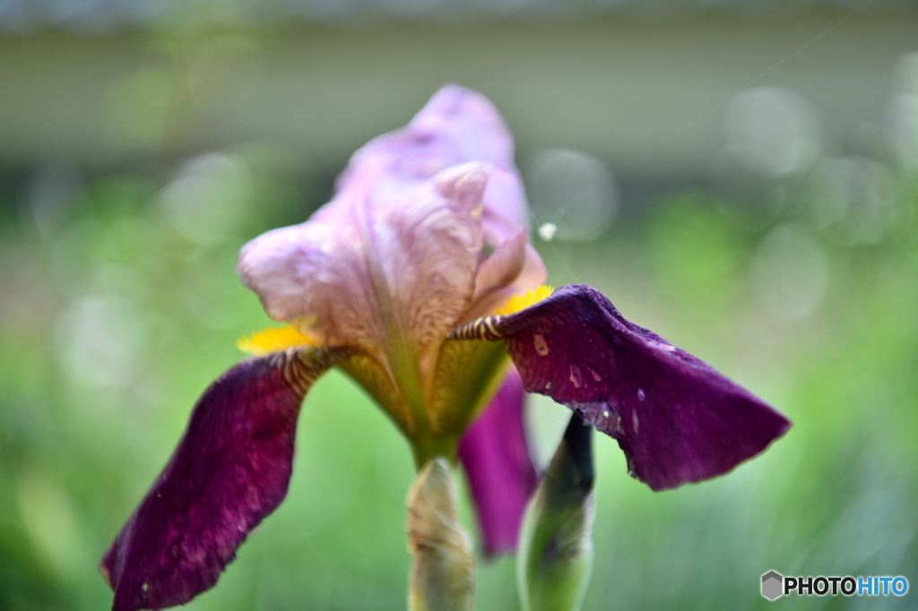 bloom