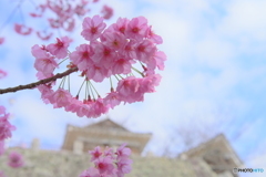 城 桜