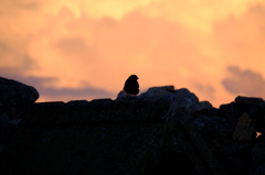 夕日