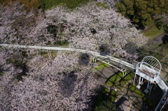 桜と観覧車と滑り台