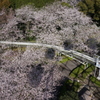 桜と観覧車と滑り台