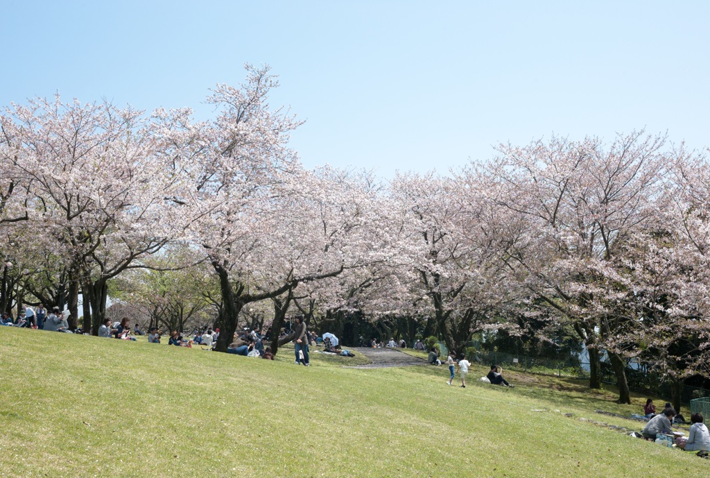 未だ花見日和