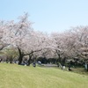 未だ花見日和