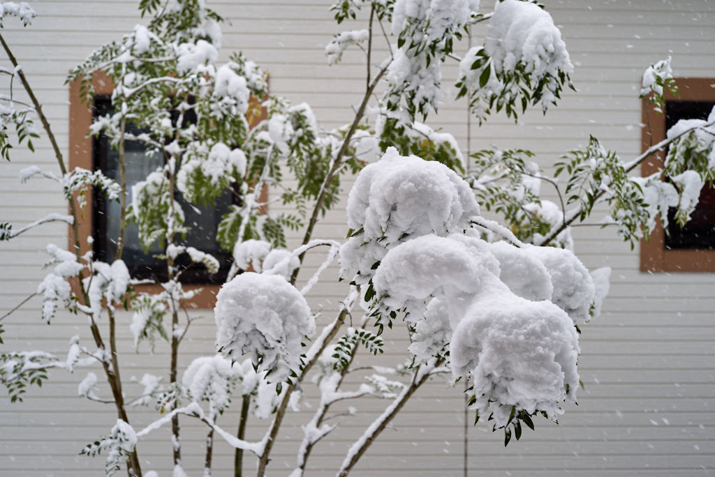 snow on the reef