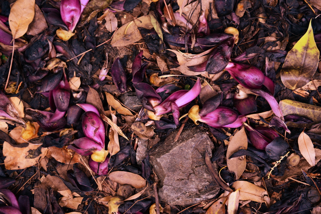 fallen leaves 1