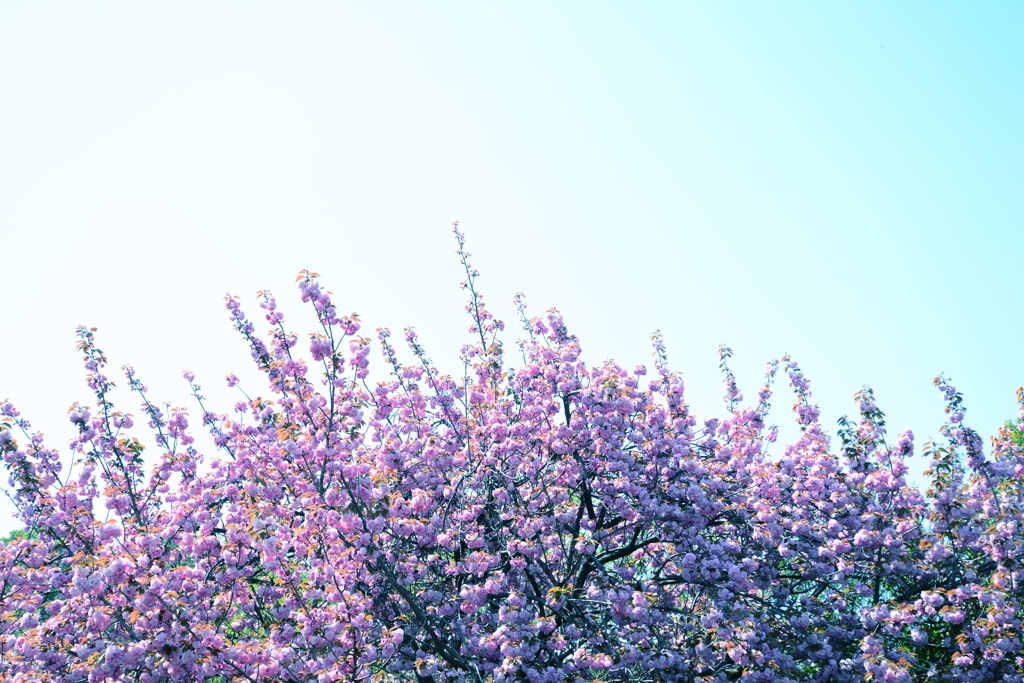 a flower 1