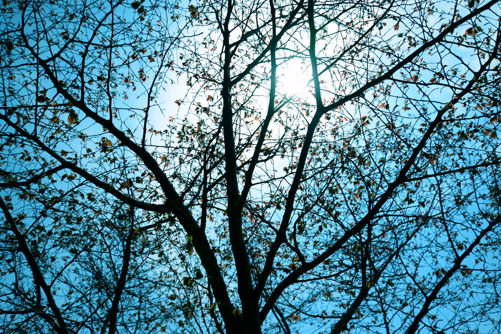 a blue　ｓｋｙ　1