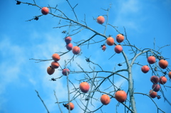 Persimmons 