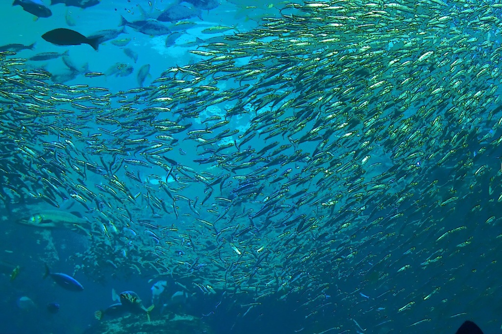 新江ノ島水族館