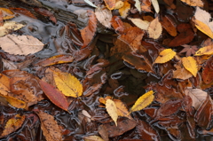 池の中の落葉