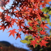 金山志賀坂線の紅葉9