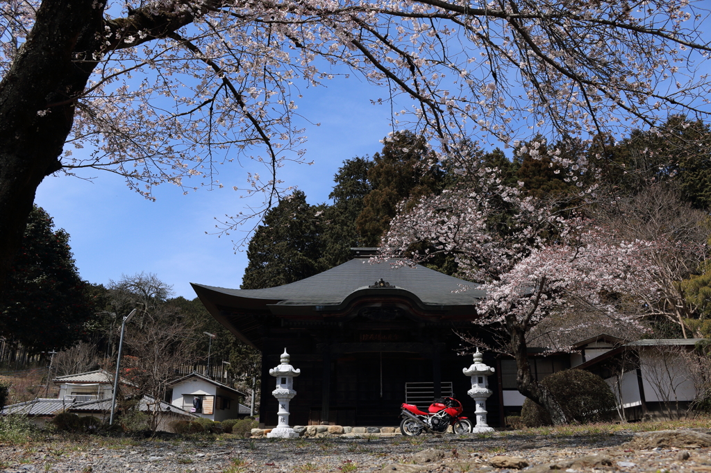 春の寺を訪ねて