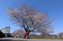 桜の木の元で1