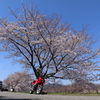 桜の木の元で1