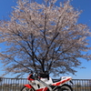 桜とバイク2