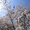 桜巡り12